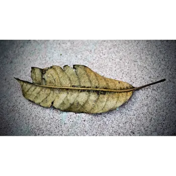 Dry Mango Leaves
